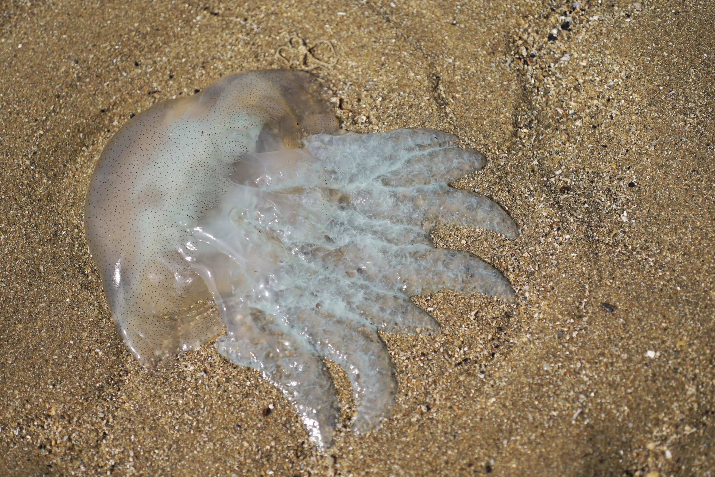 ujung kulon national park.webp